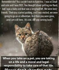 Pin By Suzanne On Pets Cats Feral Cats We Are Best Friends