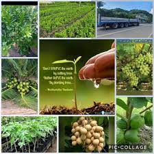 Check spelling or type a new query. Jumong S Fruit Bearing Trees For Sale Posts Facebook