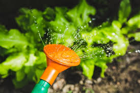 If you're new to the area or just visiting, we highly recommend trips to airlie gardens, greenfield lake, and carolina beach state park. Wilmington Community Gardens The Cameron Team