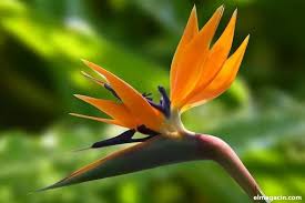 Las uñas crecen a un ritmo fijo de un milímetro por mes aproximadamente. Los Nombres De Las 10 Flores Mas Bonitas Del Mundo Y La Flor Mas Bella