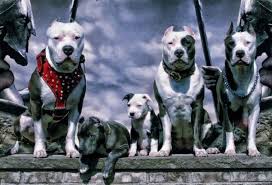 Maskeli 5ler Bully Breeds Dogs I Love Dogs Beautiful Dogs