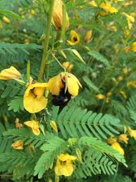 We did not find results for: Native Pollinator Garden Basics For The Chicago Region West Cook Wild Ones