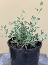 Image result for Rhagodia