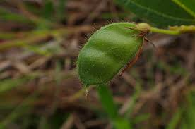 Image result for Eriosema pentaphyllum
