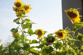 The very first growth stages of sunflower is in the form of a seed. Sunflower Plant Care Growing Guide