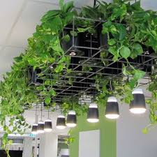 Epipremnum Aureum Devils Ivy Interior Garden Green Interiors Indoor Plants