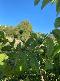 And right behind me, we have fruit trees in our yard. Guava Tree With Subtropical And Exotic Fruit Trees Malta Facebook