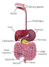 Digestive Stock Illustrations 31 543 Digestive Stock Illustrations Vectors Clipart Dreamstime