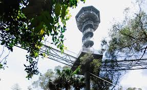 Illawarra Fly Tree Top Walk Southern Highlands Nsw Australia Tree Tops Top Adventures Days Out With Kids