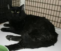 Adopt Meeko On With Images