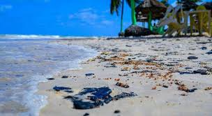 Cameras Praia Rio De Janeiro Ao Vivo Maior Agressao Ambiental Da Historia Diz Presidente Da Petrobras Praias Nordestinas Ambiental Litoral