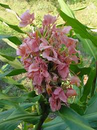 Image result for Hedychium