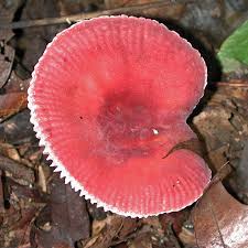 Image result for Russula perlactea