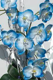 Nalbari Blue Orchids Orchids Blue Orchids Flowers