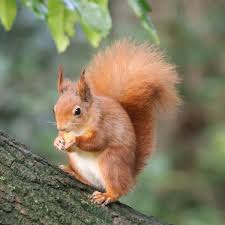 Image result for squirrel