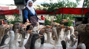 Elazig Da Yasayan 63 Yasindaki Munevver Bayram Bos Zamanini Degerlendirmek Ve Aile Butcesine Katki Sunmak Icin Kaz Yetistiric Yastiklar Danca Ve Yaya