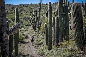 Great horses and experienced guides. Black Canyon Trail Bikepacking Com