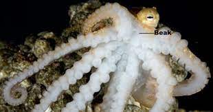 Octopuses Have Teeth Eye Color May Affect Vision Usatoday Com Eye Color Color Octopus Eyes