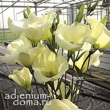 Image result for eustoma flamenco