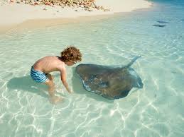 Stingrays are common in coastal tropical and subtropical marine waters throughout the world. Prevention Treatment Of Stingray Injuries