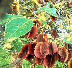 Image result for Combretum celastroides