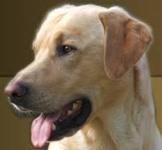 We would love for you to come meet our dogs which are ready to serve responsible families, outdoor sports enthusiasts, and dog therapy. Lick Creek Retrievers Training Quality Retrievers In Virginia