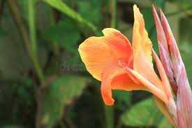 Image result for Cannaceae