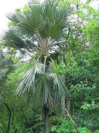 Image result for Latania loddigesii