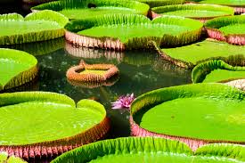 Manaus) — столица штата амазонас (порт. Amazonas Regenwald Um Manaus Brasilien Franks Travelbox