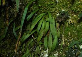 Image result for Loxogramme