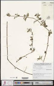 Image result for Dissotis congolensis