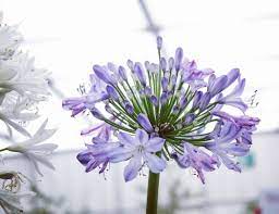 Agapanthus At Gardeners World Show Birmingham Nec June 2016 Hudson Flowers Petals Naturephotography Nature Good Nature Photography Agapanthus Petals