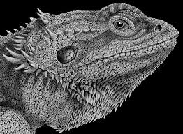 Black Bearded Dragon For Sale Uk This Item Is Unavailable Dragon Drawing Bearded Dragon Tattoo Baby Bearded Dragon