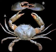 Are you planning a trip or preparing for a chat or. Scylla Serrata Mayotte Malamani Mangrove Coll J M Bouchard 1 Download Scientific Diagram