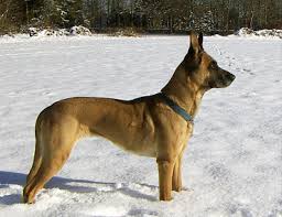 There is only 3 boys left for sale The Belgian Malinois