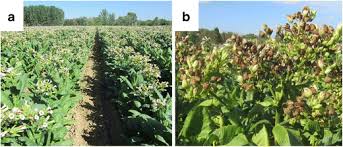 Check spelling or type a new query. Alternative Use Of Tobacco As A Sustainable Crop For Seed Oil Biofuel And Biomass Springerlink