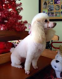 On the street of lindow avenue and street number is 212. Lisas Pet Grooming Turlock Petslover