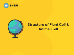 Check spelling or type a new query. What Are Animal Cell Walls Made Out Of What Should A Student Observe In A Plant Cell But Not An Animal Cell Quora A Cell Wall Is An External Structure