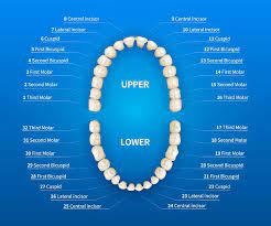 Much like humans, they have a set of deciduous (baby) teeth and a set of permanent teeth, also called secondary teeth. What Types Of Teeth Exist