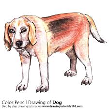 Dog Colored Pencils Drawing Dog With Color Pencils Drawingtutorials101 Com See more ideas about animals, color pencil art, animal art. dog colored pencils drawing dog with