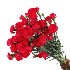 Check spelling or type a new query. Carnation Dianthus Spray Dark Pink Black Tulip Group