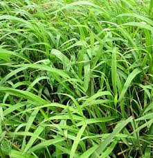 Image result for Digitaria milanjiana