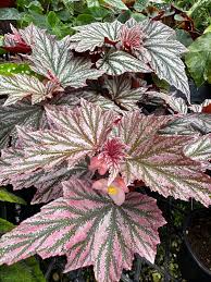 Image result for Begonia
