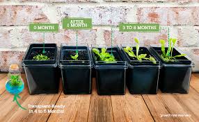 Venus fly trap sprout images. Amazon Com Venus Fly Trap Grow Your Own Venus Flytrap In A 100 Self Sustaining Glass Terrarium Maintenance Free Easy To Grow Healthy Growth Guarantee Garden Outdoor