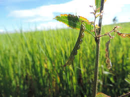 Image result for Aeschynomene heurckeana