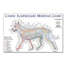 canine meridian chart animal reiki acupressure