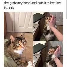 She Grabs My Hand And Puts It To Her Face Like This Ifunny Cute Animals Cute Funny Animals Cute Baby Animals