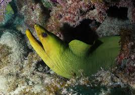 You won't find moray ruins mentioned in many guide books and therefore they are not inundated with visitors. National Marine Sanctuary Foundation