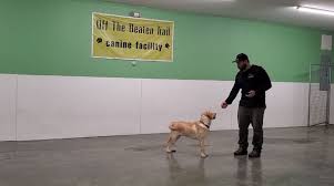 Join us for classes that are equal parts fun and results. Recall Training Course Otbt Online Dog Training Courses