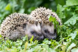 16 Fun Facts About Hedgehogs Hedgehog Fun Facts Habitat Garden